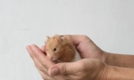 Cum să îmblânzi un hamster sirian la îndemână